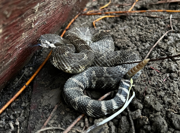 Northern Pacific Rattlesnake